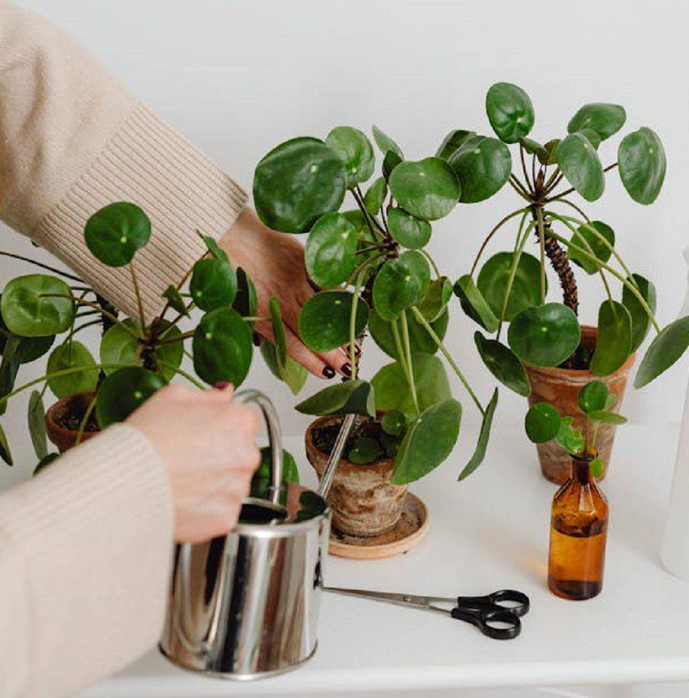 tanaman Chinese Money Plant (pexels.com/Photo By: Kaboompics.com)