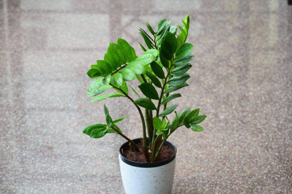 tanaman Zamioculcas zamiifolia atau ZZ plant (pexels.com/Lokesh Tiwari)