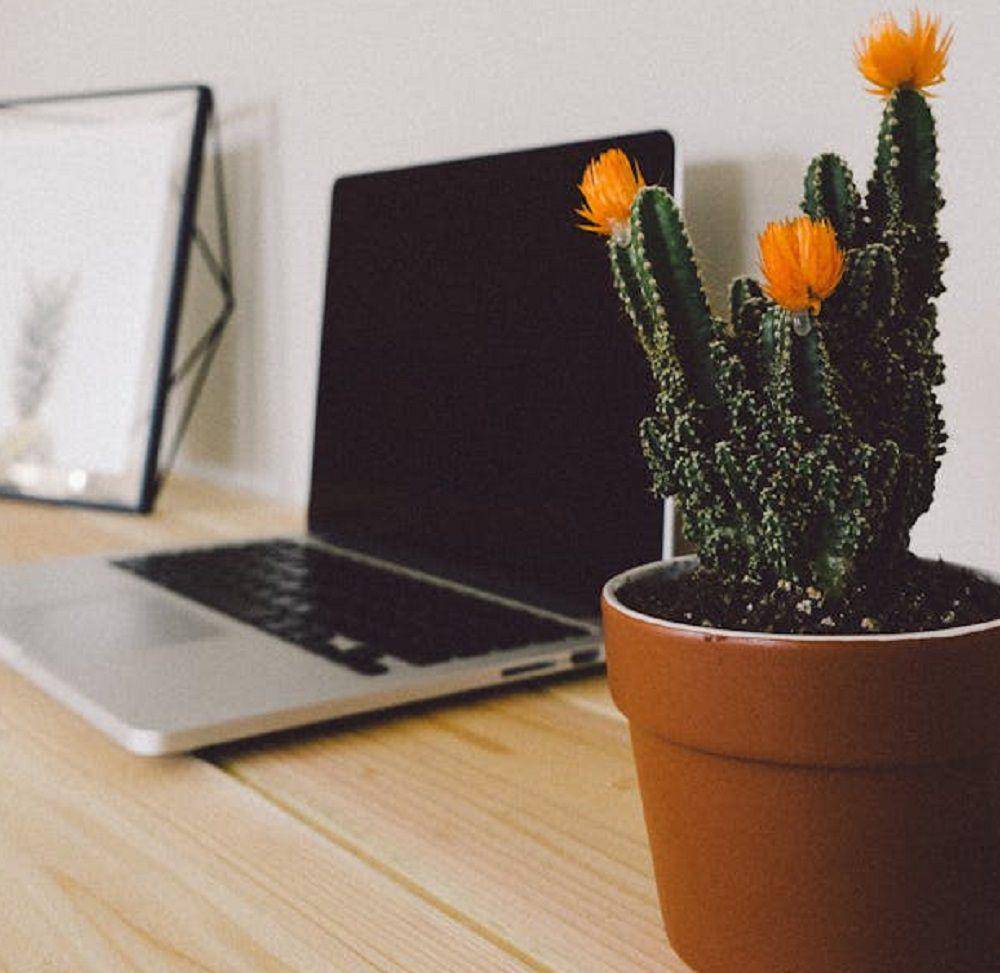 kaktus (pexels.com/Scott Webb)
