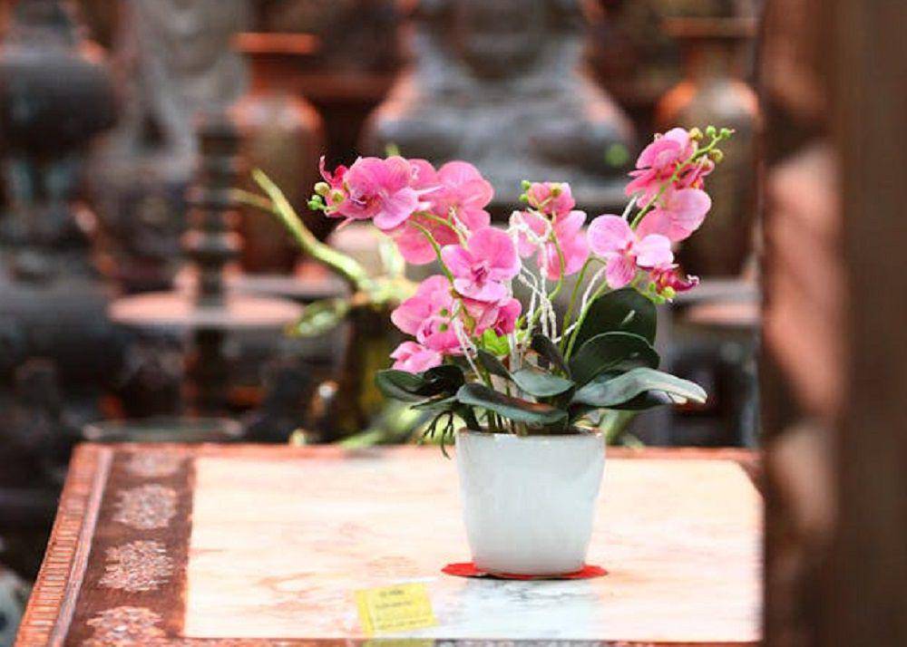 tanaman anggrek (pexels.com/Thới Nam Cao)