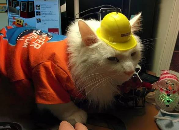 foto kucing pekerja konstruksi (reddit.com/vaNestor)