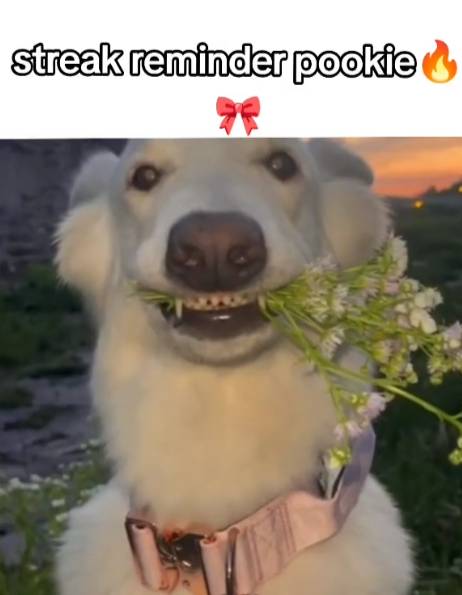meme api streak TikTok (tiktok.com/kylaofficialacc0)