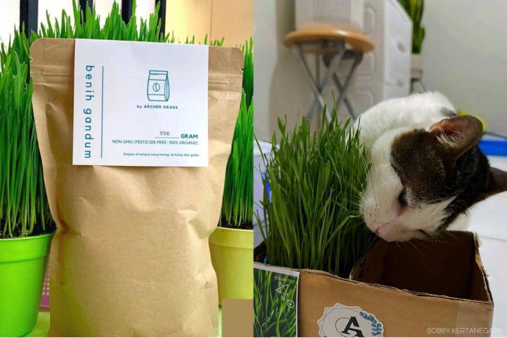 Perlengkapan memelihara kucing (instagram.com/bobbykertanegara/ tokopedia.com/archergrass/product)