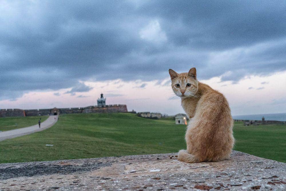 Kucing punya mulut yang cukup kuat (commons.wikimedia.org/Lorie Shaull)