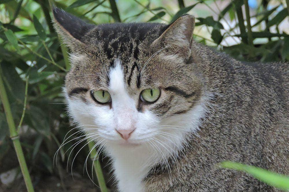 Kucing punya gigi yang kuat (commons.wikimedia.org/Xrkwxn)
