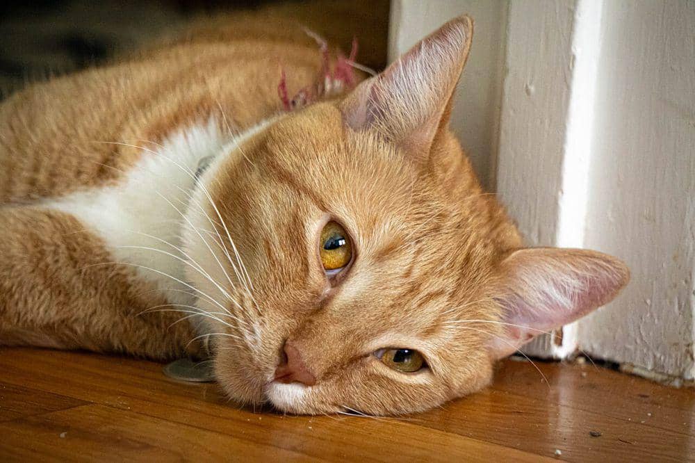 5 Fakta Mulut Kucing, Gak Cuma Dipakai untuk Makan!