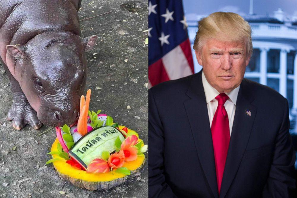 Moo Deng Mendadak Diserang Netizen Gegara Trump, Kenapa?
