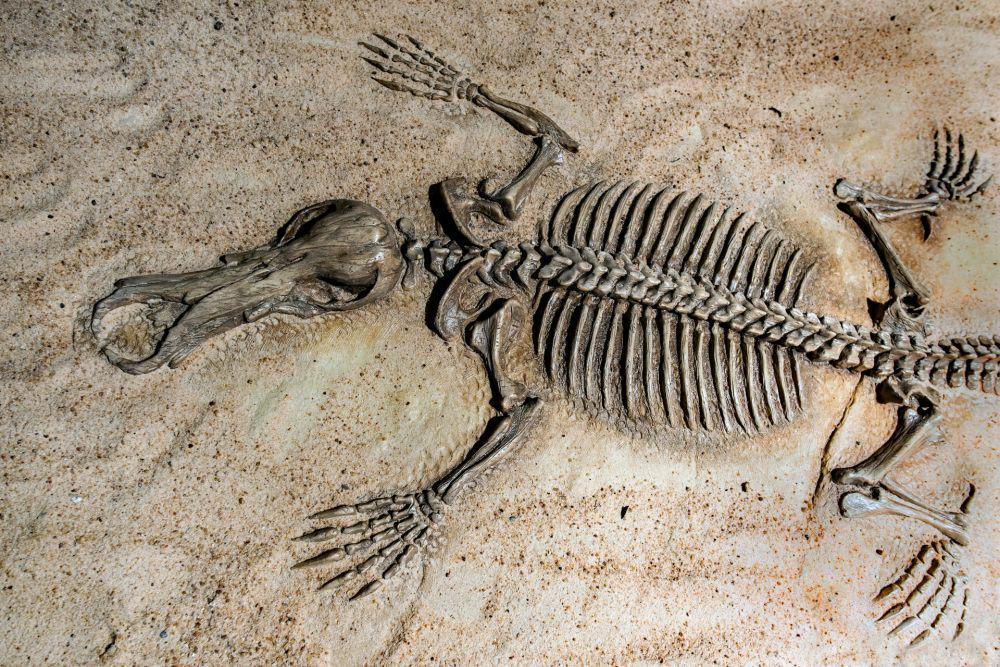 3 Teori Konspirasi Populer Tentang Dinosaurus