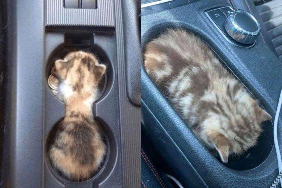kolase foto lucu kucing nyempil di dekat kursi kemudi mobil (reddit.com/Ziginox I reddit.com/UranusHearts)