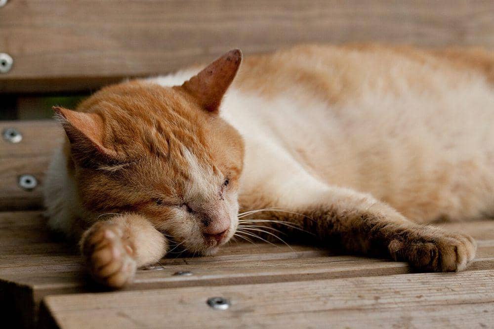 Mulut kucing punya fungsi yang beragam (commons.wikimedia.org/nekonomania)