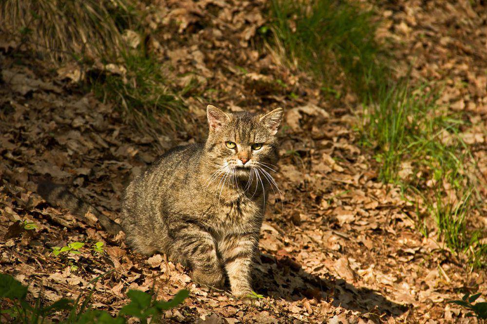 Spesies kucing (commons.wikimedia.org/Duke of W4)
