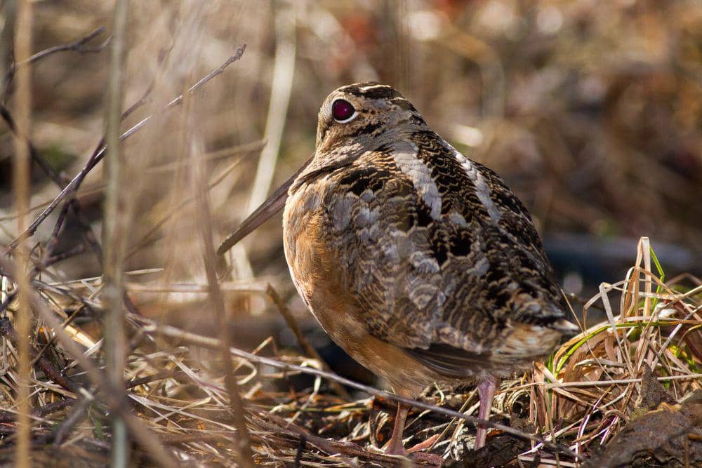 American woodcock (commons.m.wikimedia.org/Fyn Kynd)