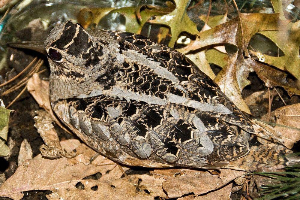 American woodcock (commons.m.wikimedia.org/lavandarfields)