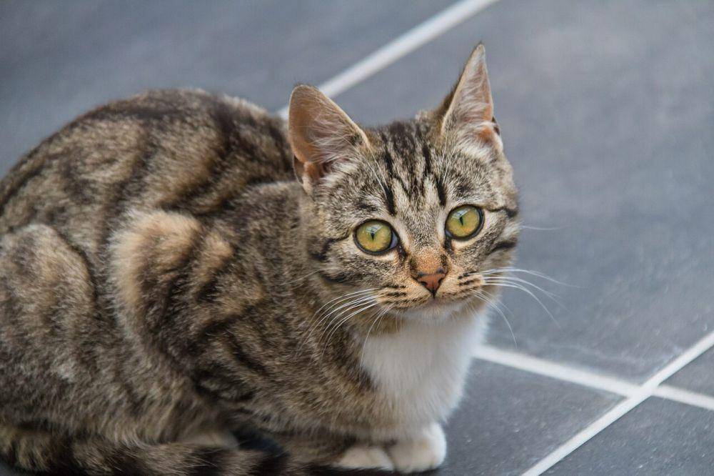 Ras kucing (commons.wikimedia.org/Susanne Nilsson)