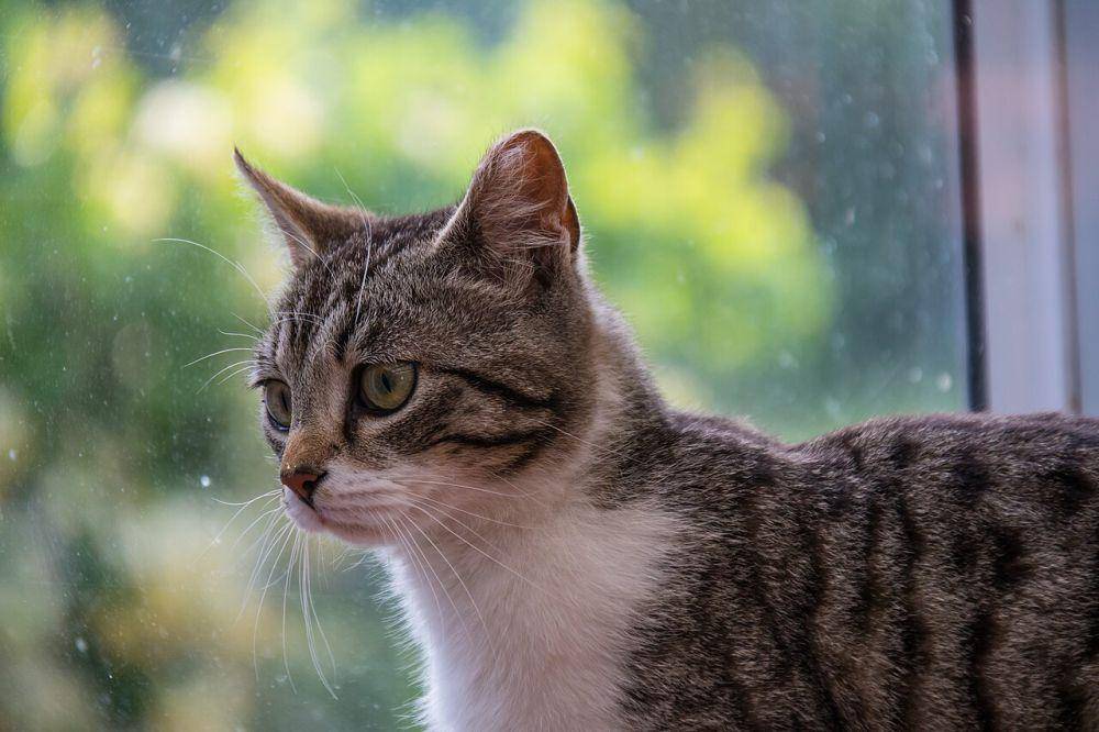Ras kucing (commons.wikimedia.org/Susanne Nilsson)