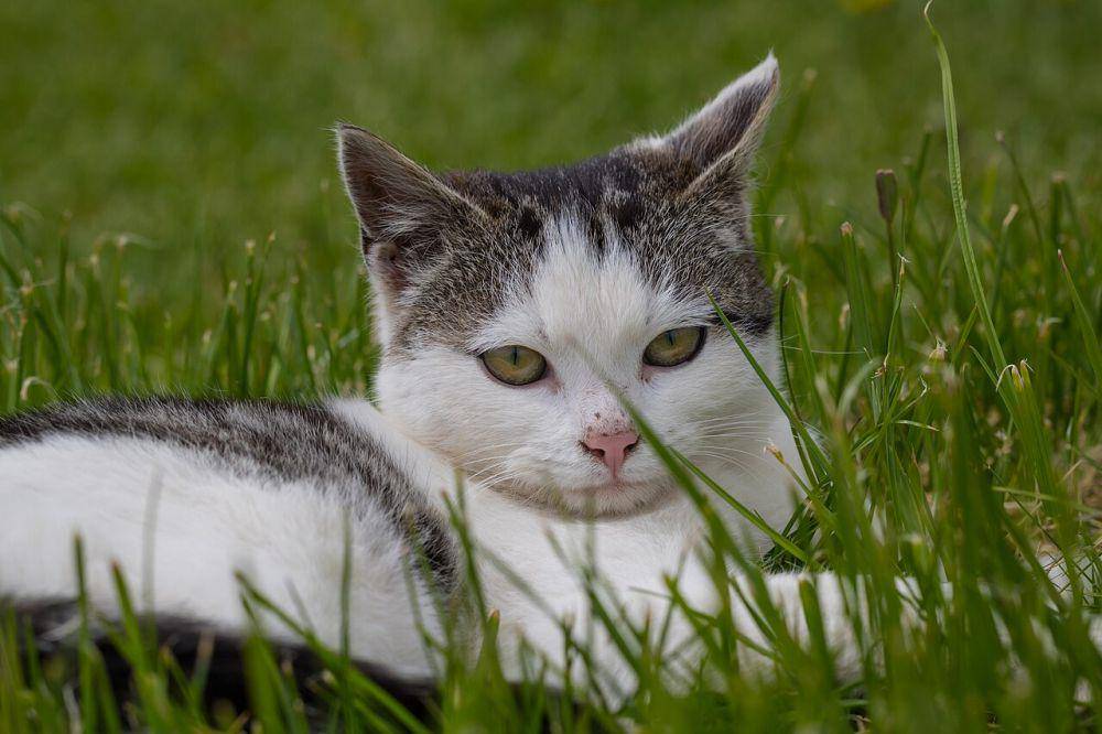 Ras kucing (commons.wikimedia.org/Susanne Nilsson)