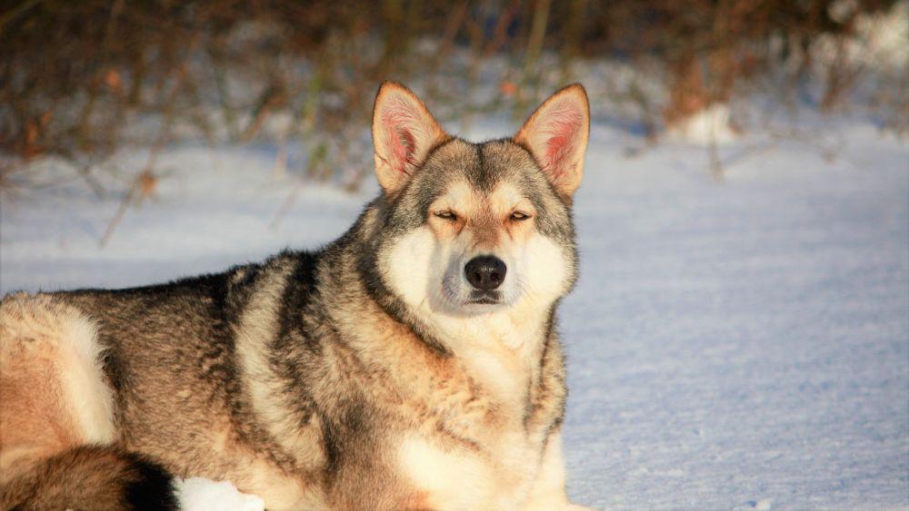 7 Ras Anjing yang Mirip Coyote, Wajahnya Galak