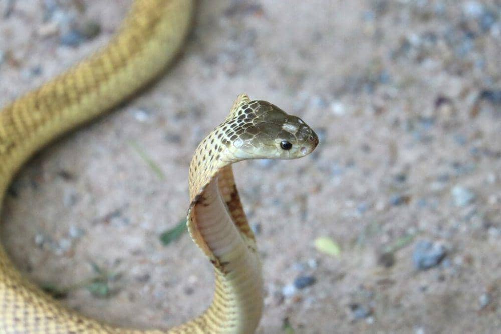 Kobra sumatra (inaturalist.org/Niran Anurakpongsathorn)