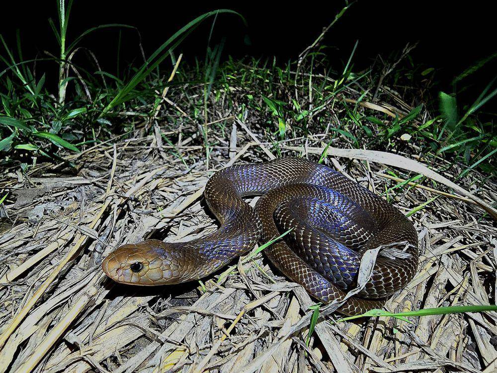 Ular kobra (commons.wikimedia.org/Max Tibby)