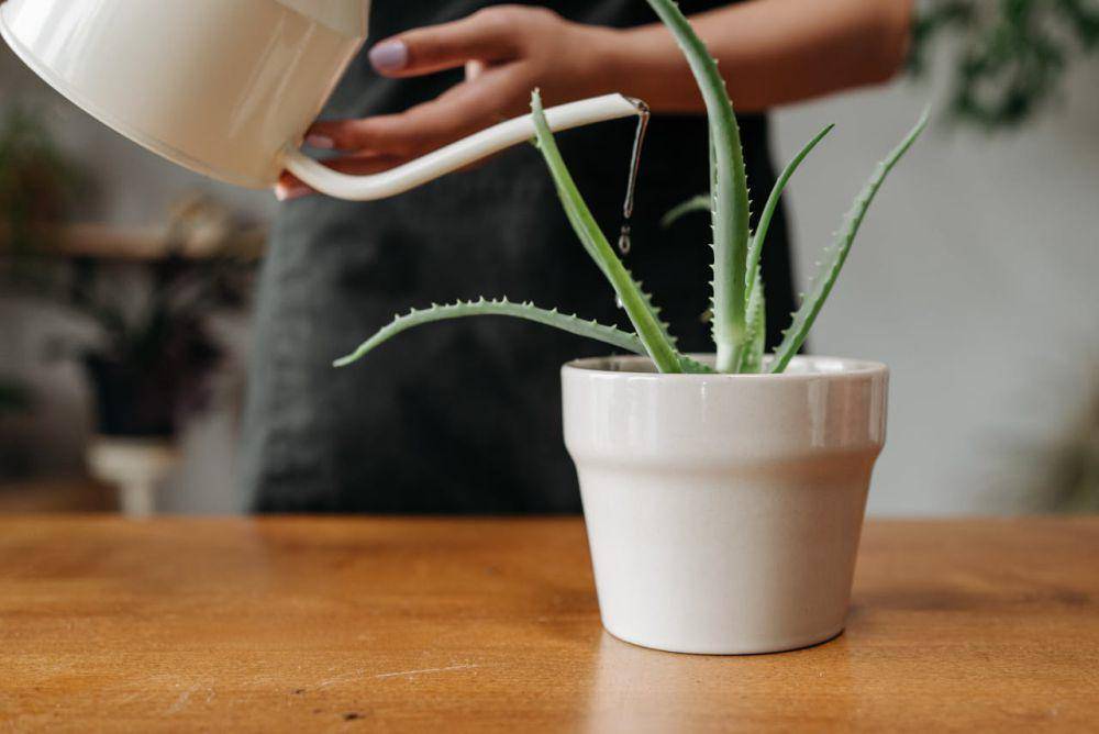 pot keramik (pexels.com/ROCKETMANN TEAM)