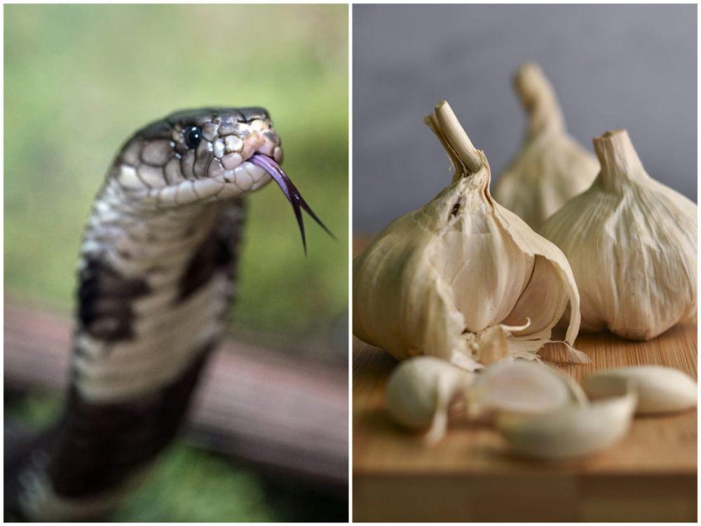 Benarkah Bawang Putih Bisa Mengusir Ular? Ini Faktanya!