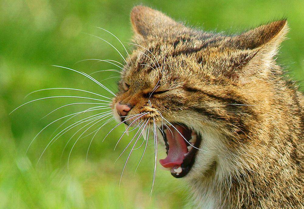 Felis silvestris, salah satu spesies kucing (commons.wikimedia.org/Peter Trimming)
