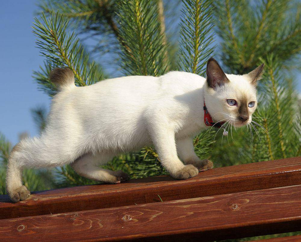 Kucing (commons.wikimedia.org/Alex Opryatin)