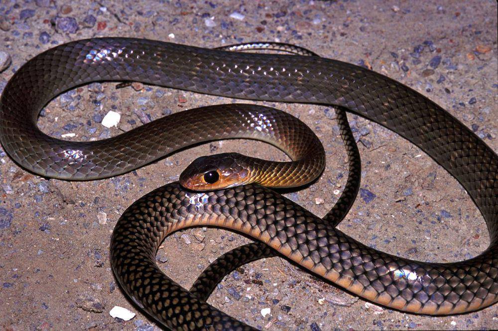Ular tikus (id.m.wikipedia.org/Bernard DUPONT)