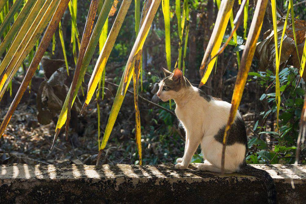 Kucing (commons.wikimedia.org/Alexey Komarov)