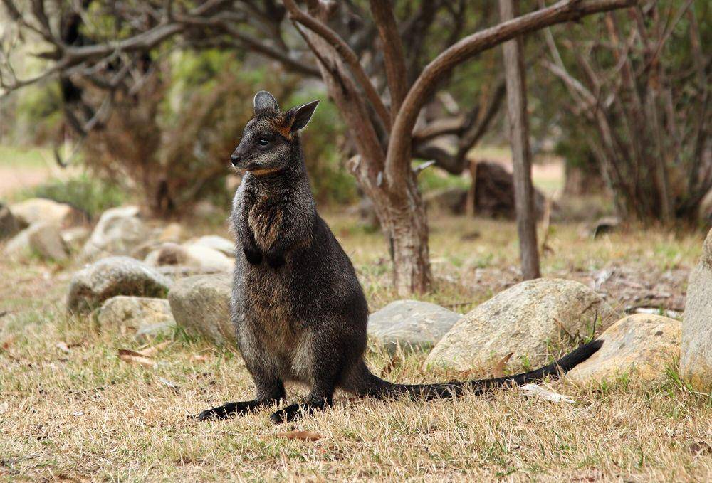Swamp wallaby (commons.m.wikimedia.org/Benjamint444)