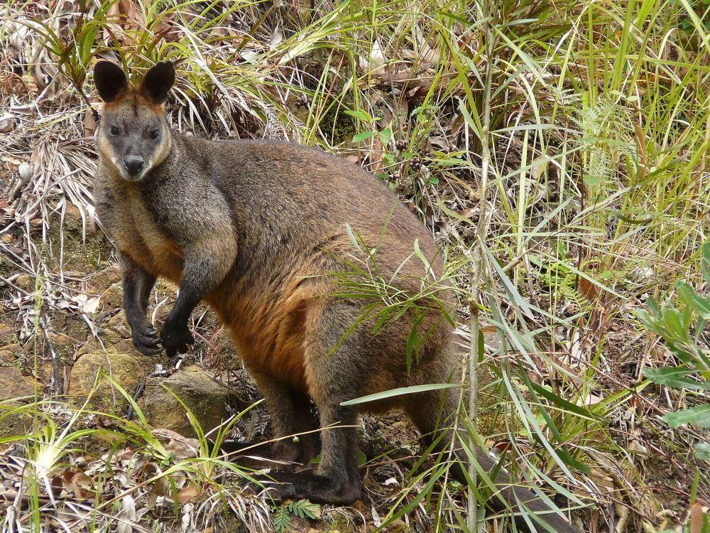 Swamp wallaby (commons.m.wikimedia.org/WikiWookie)