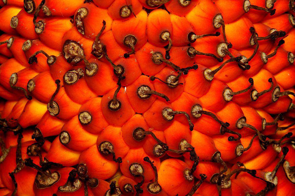 Buah dari bunga bangkai (commons.wikimedia.org/Donald Macauley)