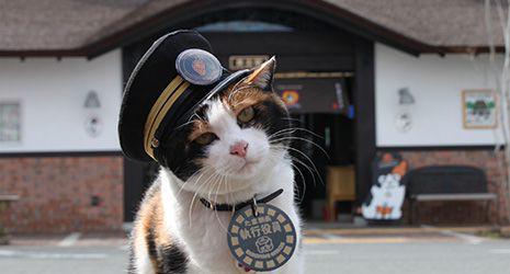 4 Kucing dengan Cerita Mendunia, Jadi Kepala Stasiun Hingga Astronot