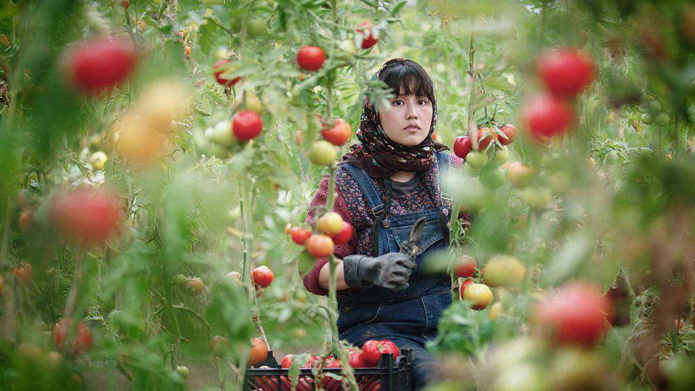 In the Land of Brothers (dok. Furyo Films/In the Land of Brothers)