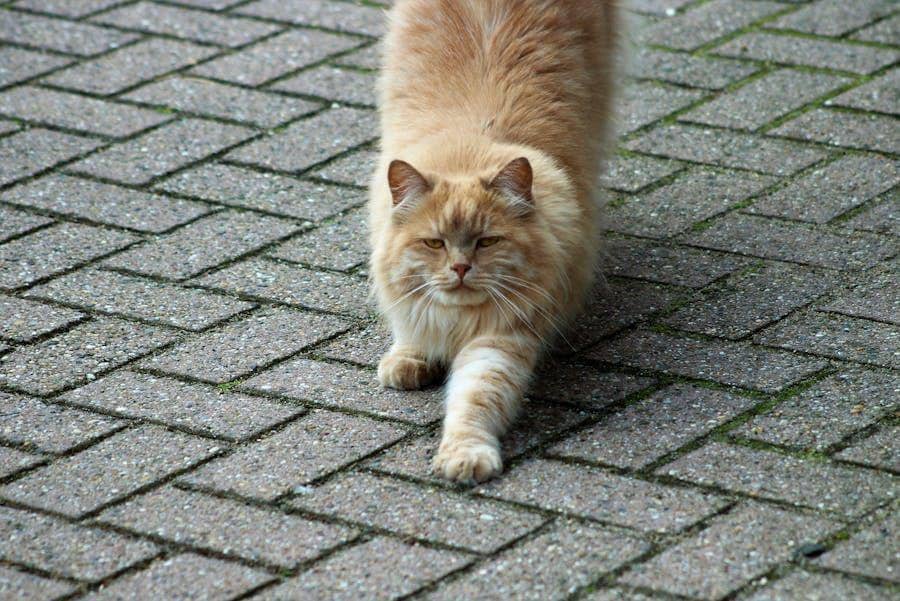 Kenapa Kucing Sering Meregangkan Tubuhnya? Ini Tujuannya