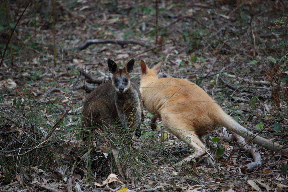 Swamp wallaby (inaturalist.org/Sean Daniels)