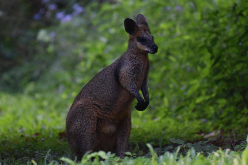Swamp wallaby (inaturalist.org/Caleb Gittins)