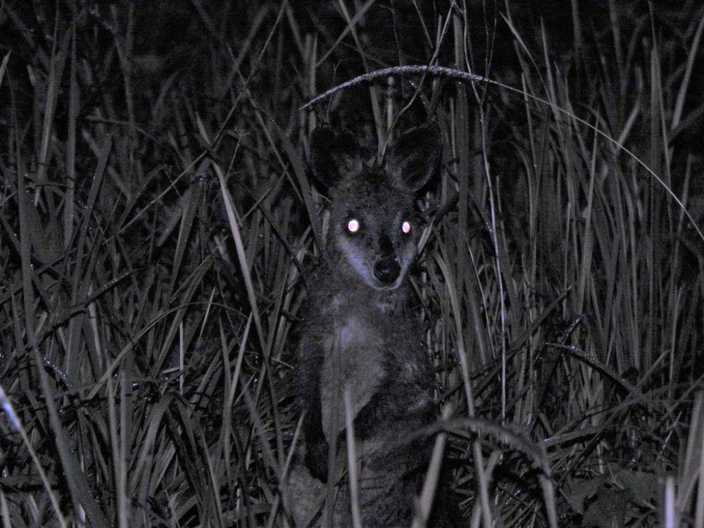 Swamp wallaby (inaturalist.org/Greg Tasney)