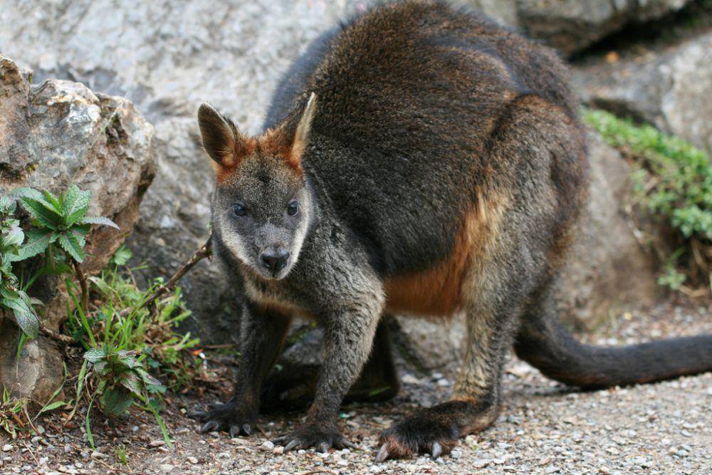 Swamp wallaby (inaturalist.org/tobyyy)