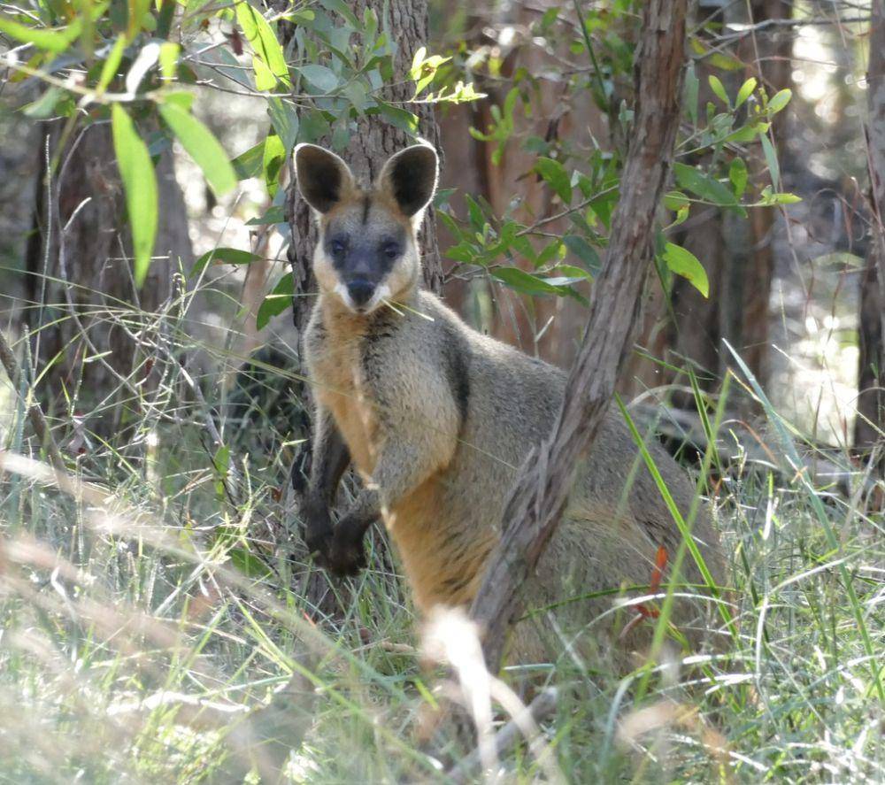 Swamp wallaby (inaturalist.org/Jan-Paul Boorekamps)