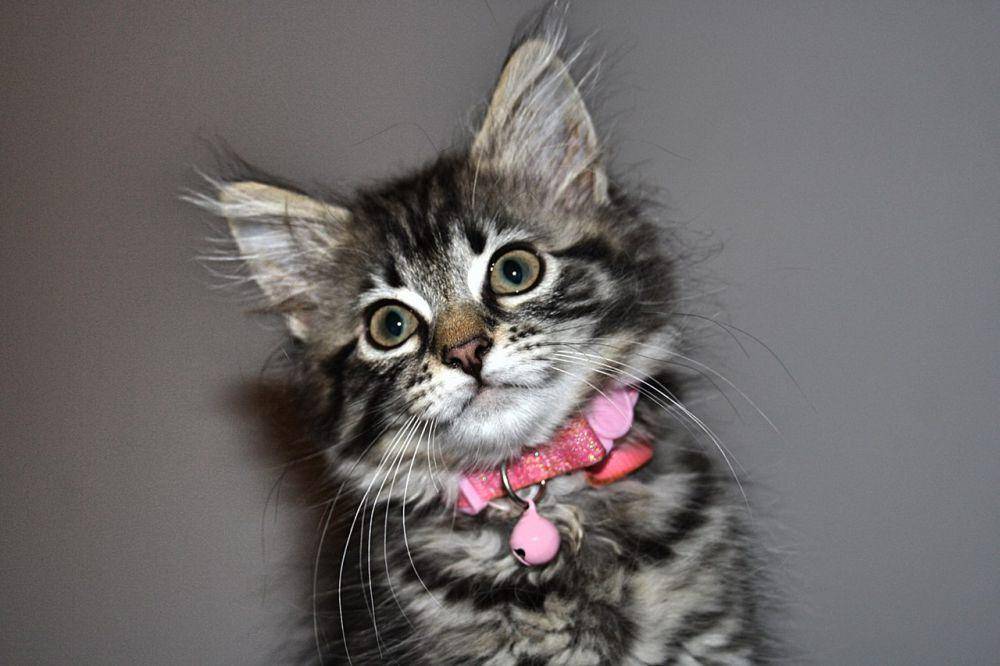 Kucing (commons.wikimedia.org/EmmaFoster5)