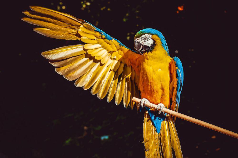 Rahasia di Balik Warna Cerah Burung Beo, Ini Penjelasan Sains!