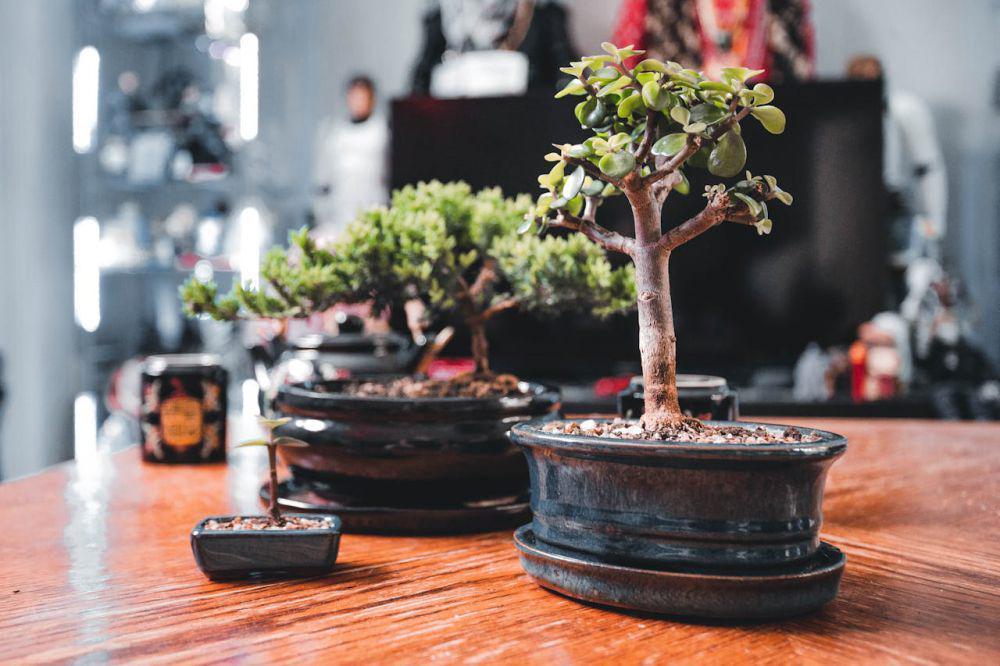 4 Tanaman yang Harus Dihindari Menurut Feng Shui dan Alasannya