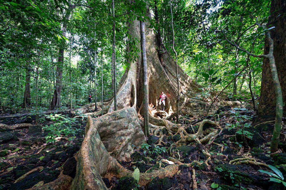ilustrasi berkunjung ke hutan tropis (pexels.com/Quang Nguyen Vinh)