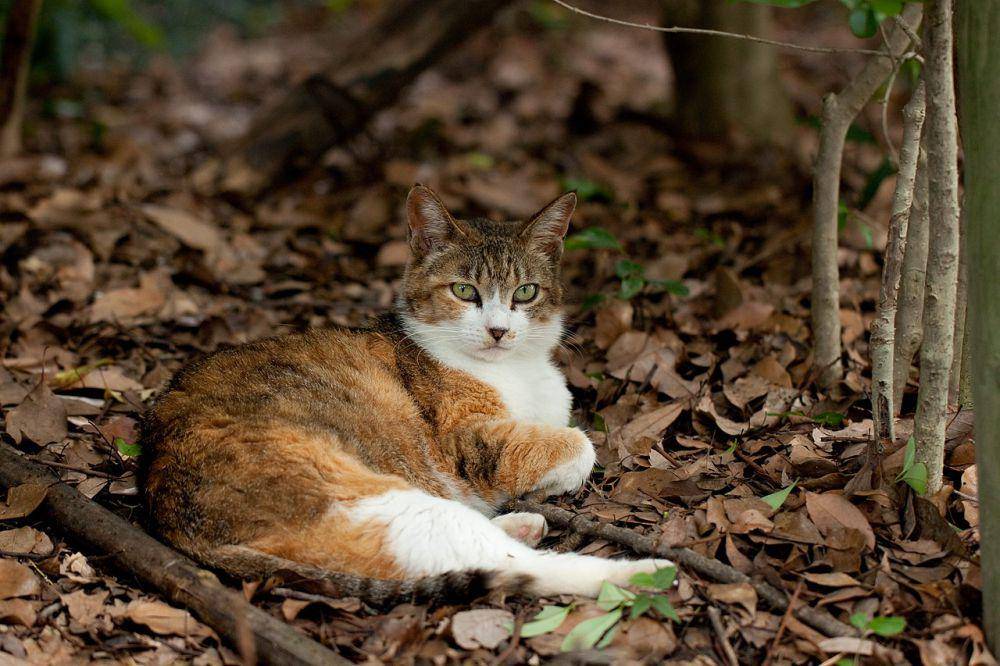 Kucing (commons.wikimedia.org/nekonomania)