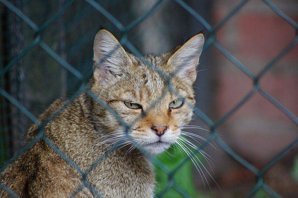 Kucing (commons.wikimedia.org/Barbara-Ingeborg)