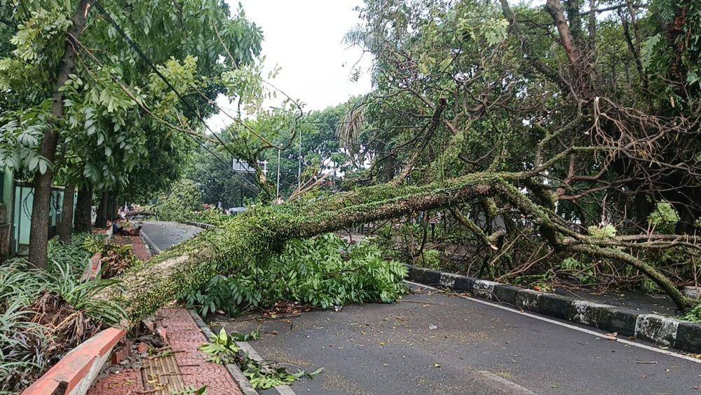 Pohon Tumbang di Kota Cimahi, Jawa Barat. (Dok/Istimewa)