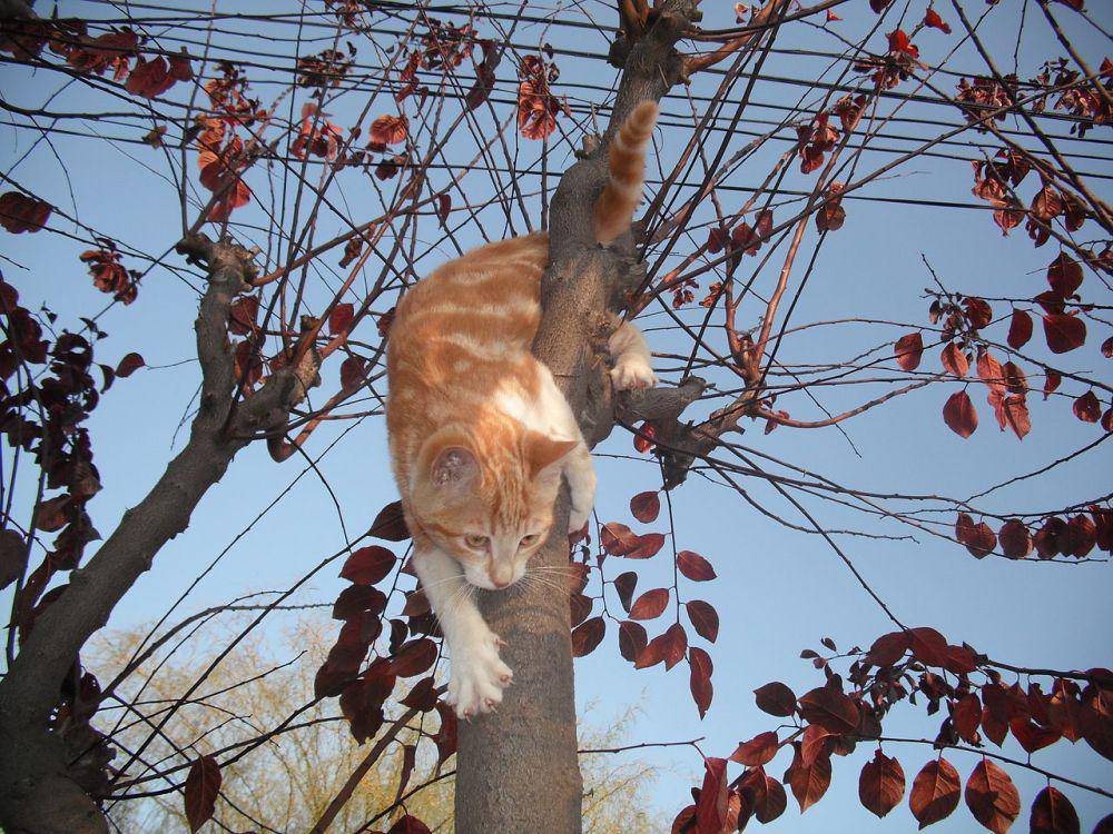 Kucing (commons.wikimedia.org/penarc)