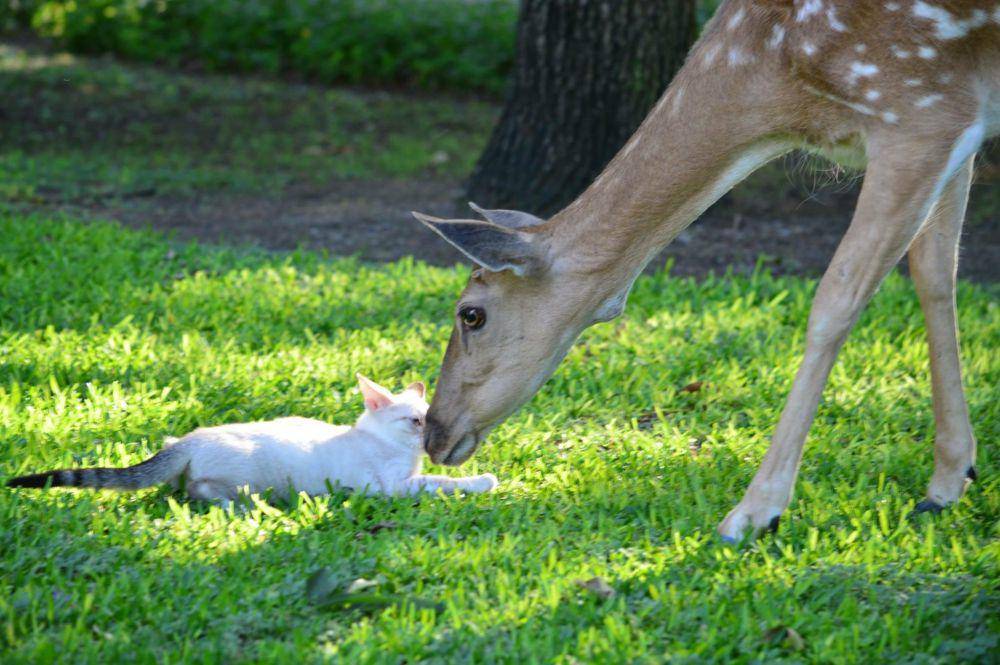 foto lucu kucing dibucinin rusa (reddit.com/electr1csheep)
