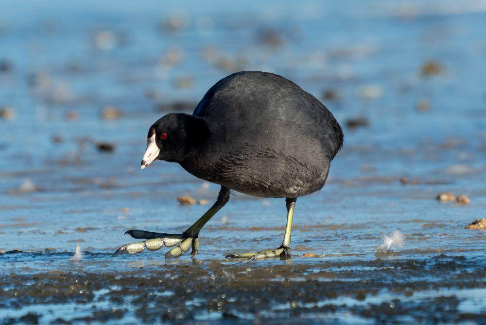 American coot (commons.wikimedia.org/Rhododendrites)
